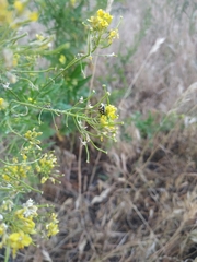 Eurydema oleracea