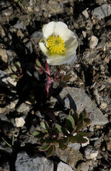 Ranunculus glacialis
