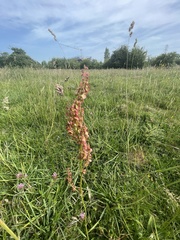 Rumex