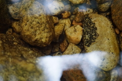 Pseudacris cadaverina