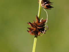 Carex leersii