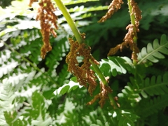 Osmunda claytoniana