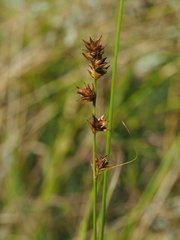 Carex leersii