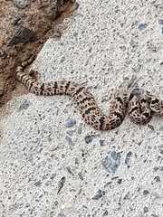 Crotalus lepidus klauberi
