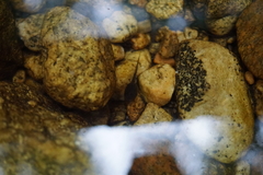 Pseudacris cadaverina