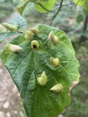 Hormaphis hamamelidis