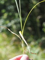 Carex leersii