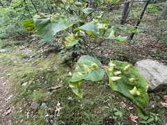 Hormaphis hamamelidis