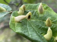 Hormaphis hamamelidis