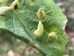 Hormaphis hamamelidis