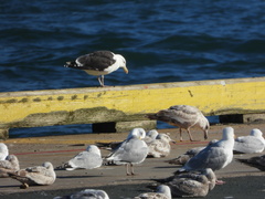 Larus marinus