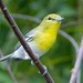 Yellow-throated Vireo - Photo (c) BJ Stacey, some rights reserved (CC BY-NC)
