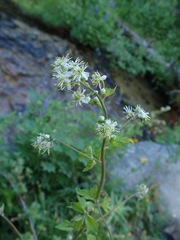Thalictrum sparsiflorum