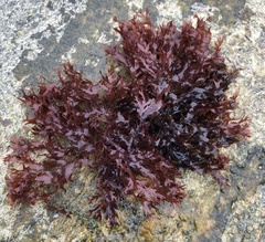 Odonthalia dentata