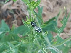 Eurydema oleracea