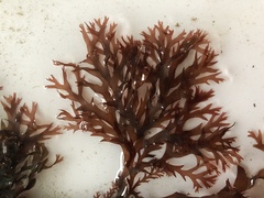 Odonthalia dentata