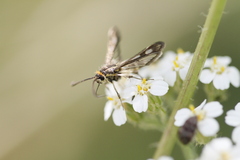 Pyropteron meriaeformis