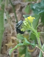Eurydema oleracea