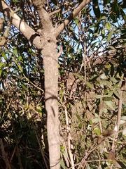 Blepharocalyx salicifolius