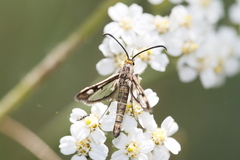 Pyropteron meriaeformis