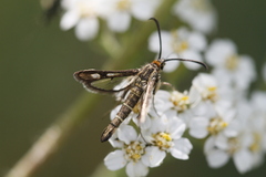 Pyropteron meriaeformis