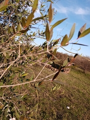 Blepharocalyx salicifolius