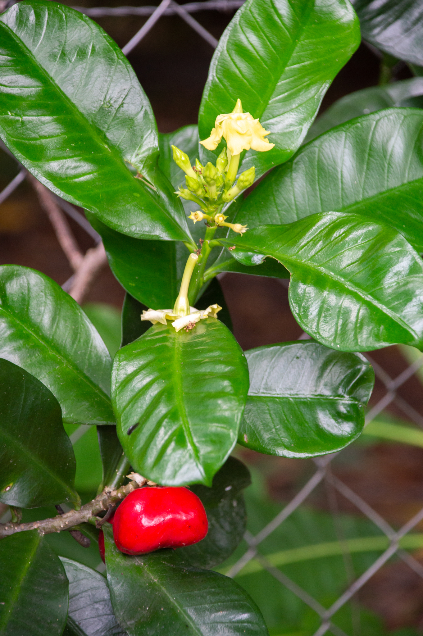 Thevetia ahouai
