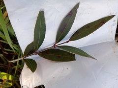 Blepharocalyx salicifolius