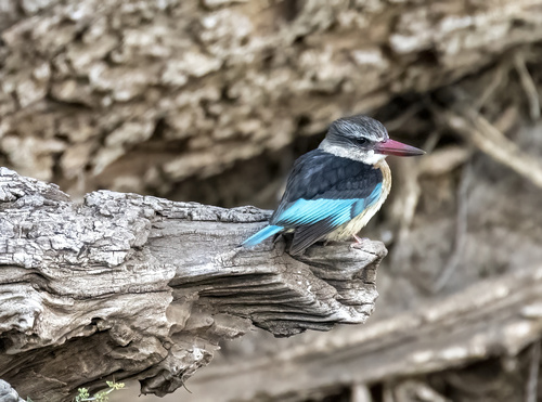 Brown-hooded Kingfisher