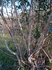 Blepharocalyx salicifolius