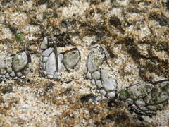 Pollicipes polymerus