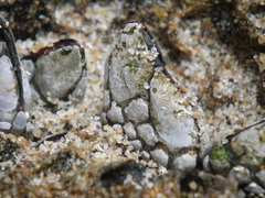 Pollicipes polymerus