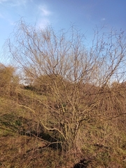 Parkinsonia aculeata