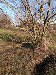 Parkinsonia aculeata