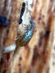 Pteroxanium kelloggi
