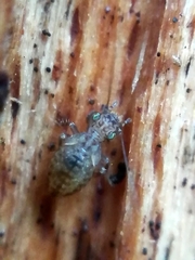 Pteroxanium kelloggi