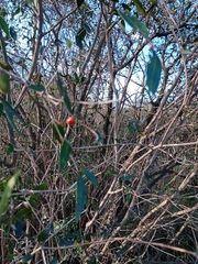 Blepharocalyx salicifolius