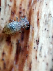 Pteroxanium kelloggi