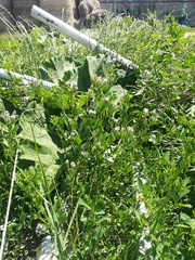 Trigonella procumbens