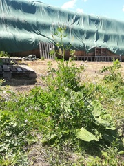 Trigonella procumbens