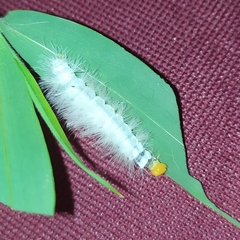 Cyanopepla fastuosa