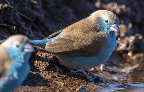 Southern Blue Waxbill