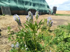 Trigonella procumbens