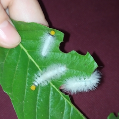 Cyanopepla fastuosa
