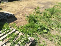 Trigonella procumbens