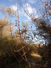 Guettarda uruguensis