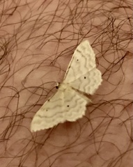 Idaea fuscovenosa