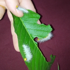 Cyanopepla fastuosa