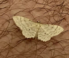 Idaea fuscovenosa