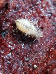 Pteroxanium kelloggi